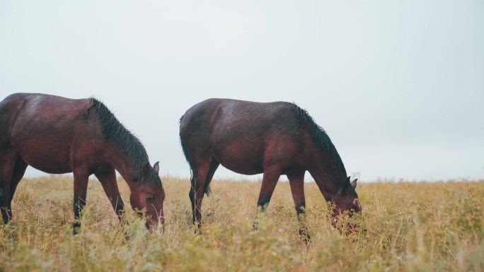 下雨中吃草的马群
