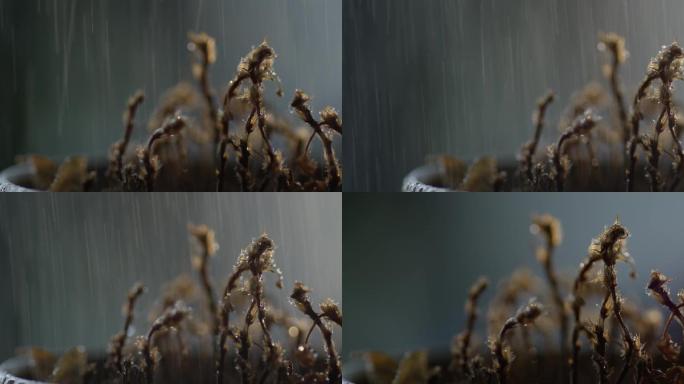 植物枯萎，悲伤，空镜头，伤感镜头，秋天
