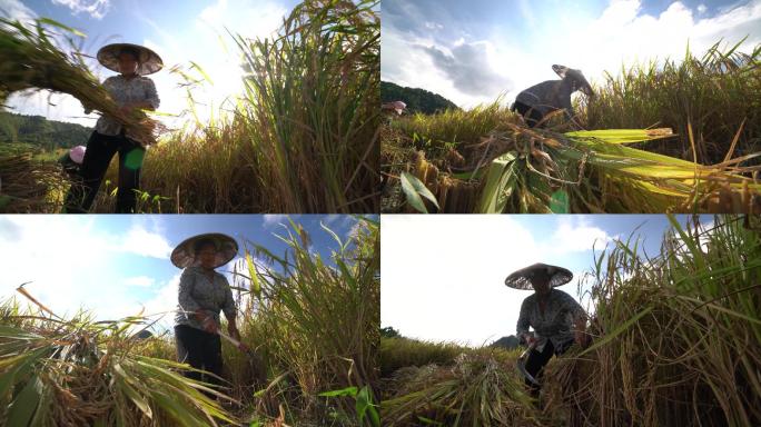 4K 农民在稻田收割稻谷