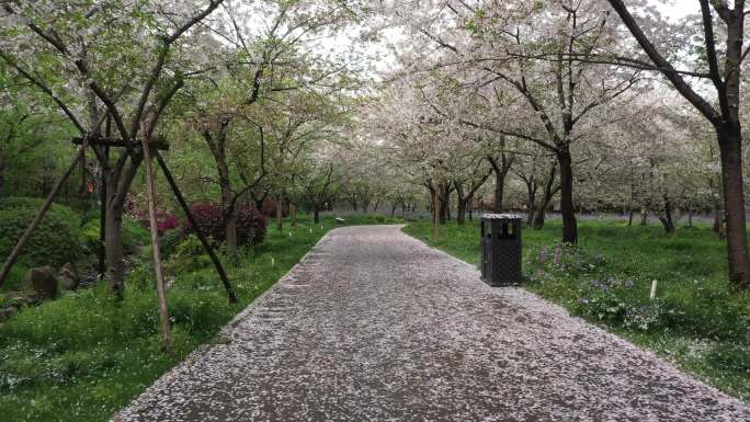 武汉东湖樱花路掠过