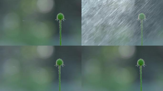 蒲公英花球视频阳光下喷水浇花水雾慢镜头