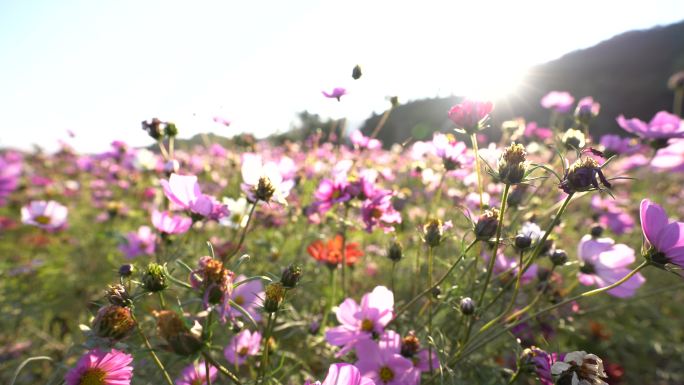 格桑花