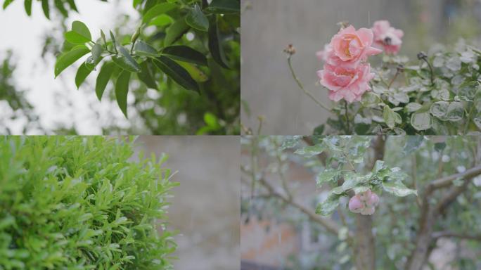 雨中植物雨天白噪音