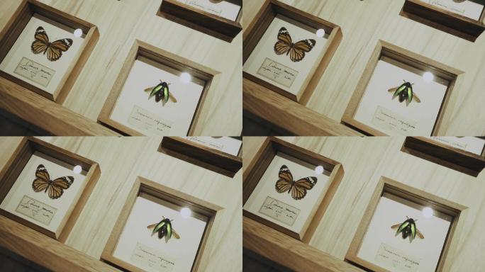 蝴蝶 动植物标本 展柜 收纳 藏品