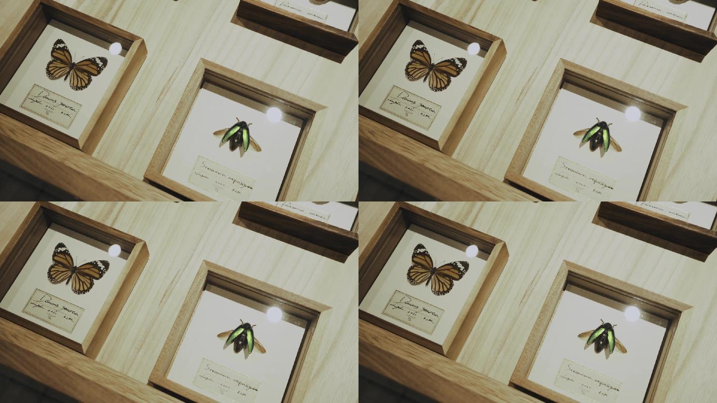 蝴蝶 动植物标本 展柜 收纳 藏品