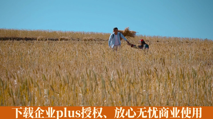 金色稻田视频丰收季节田埂上彝族情侣