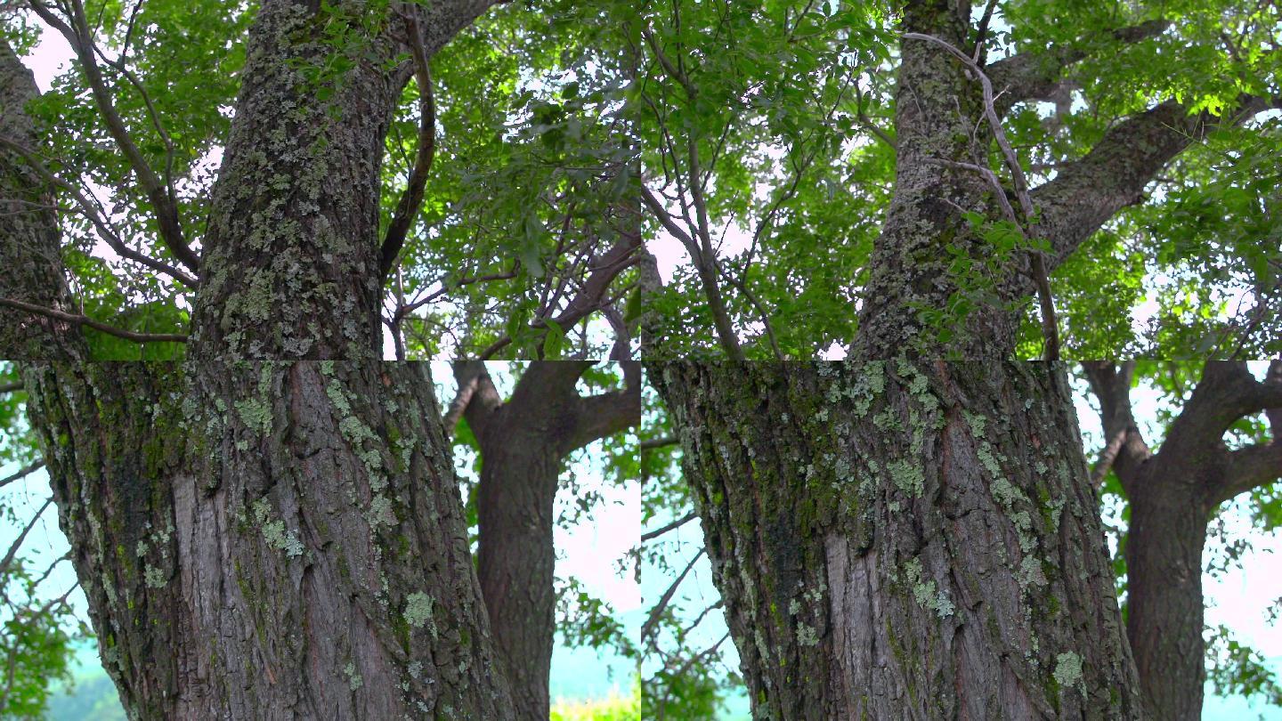 树干特写视频森林大松树满是青苔树干