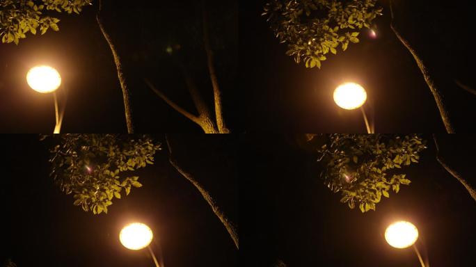 路灯下 升格拍摄 日落 孤独 夜晚