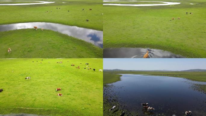 莫日格勒河上的牛群