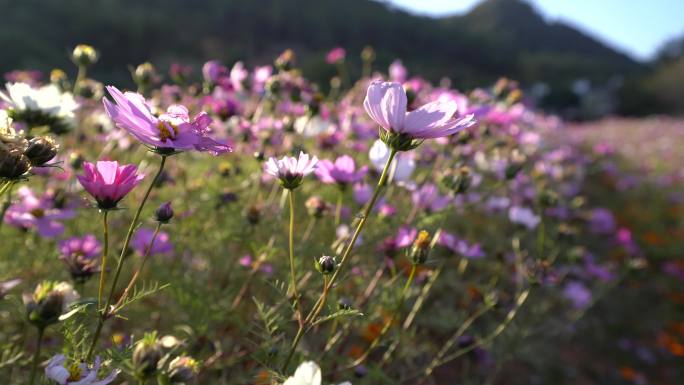 格桑花