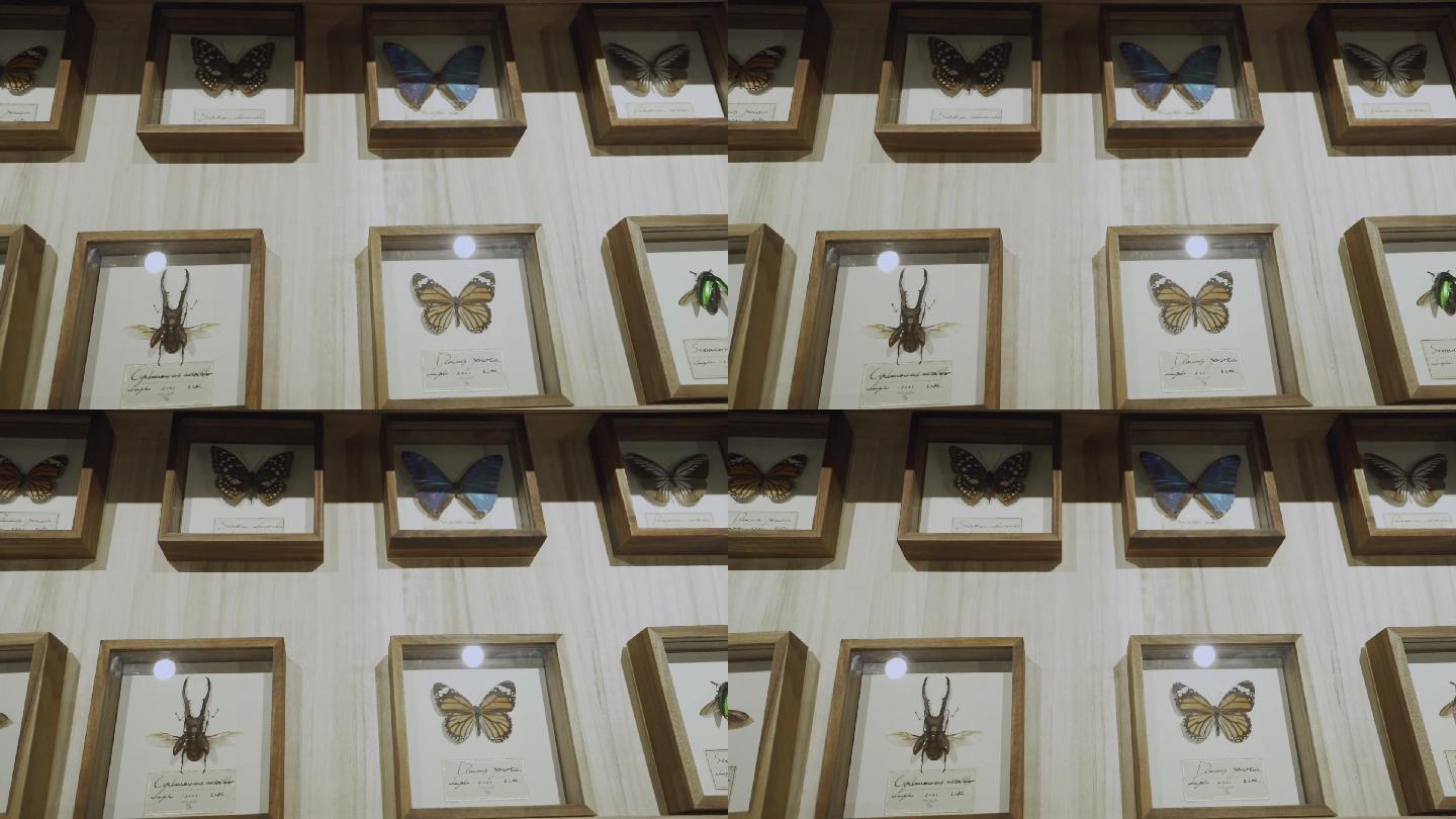 蝴蝶 动植物标本 展柜