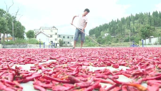 辣椒种植基地