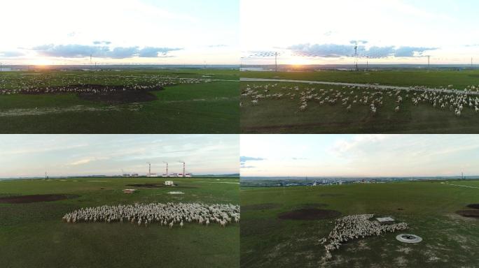 航拍呼伦贝尔草原成群牛羊落日美丽风光