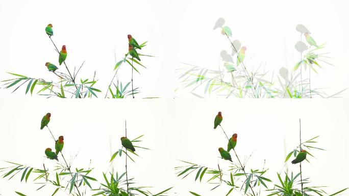 鸟类”表演艺术家”： 鹦鹉团队炫舞翠竹林