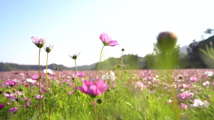 格桑花海2