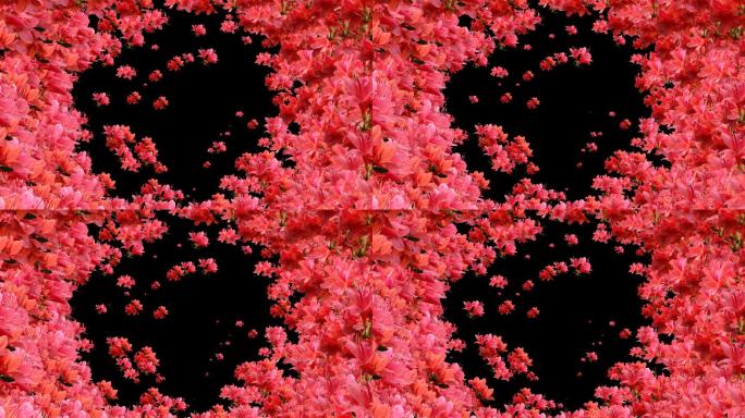 红杜鹃花装饰边框循环4