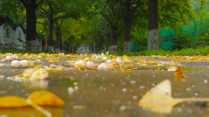 秋天雨后街道