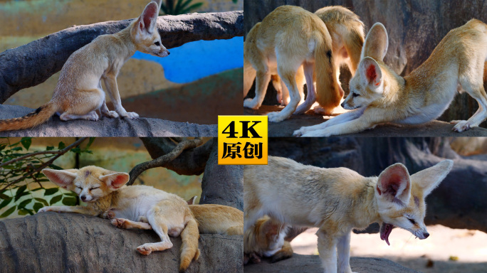 4K原创)动物园里休息的小狐狸耳廓狐