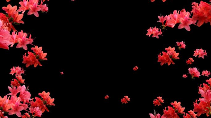 红杜鹃花装饰边框循环2