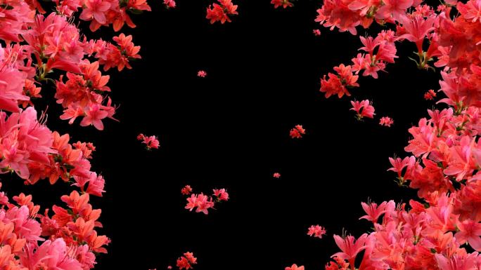 红杜鹃花装饰边框循环3