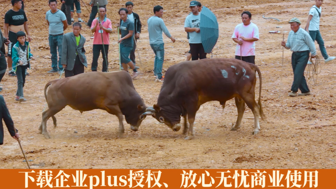 斗牛视频云南彝族火把节斗牛比赛