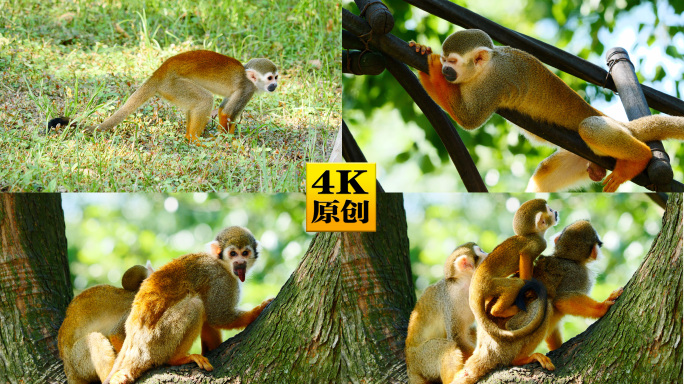 4K原创)树上休息的松鼠猴一家