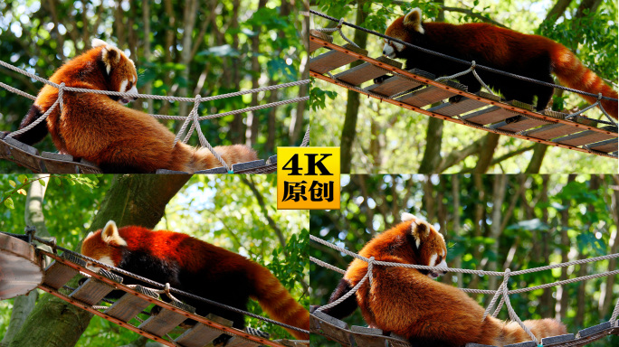4K原创)可爱的小熊猫红熊猫