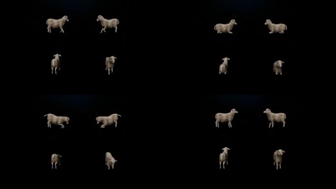 次时代写实羊起身动画（带Alpha通道）