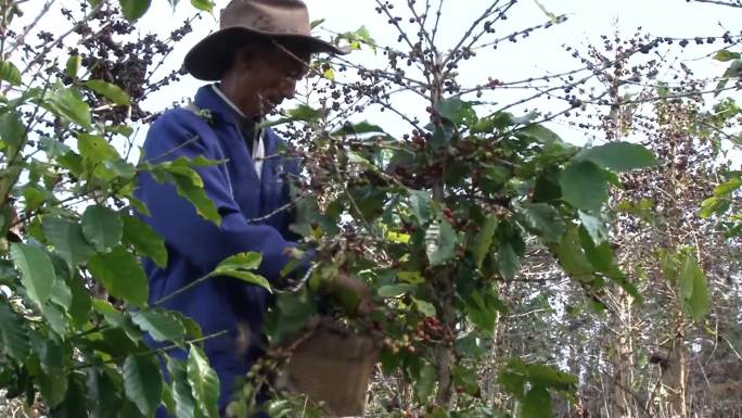 合作社成员农户采摘咖啡豆