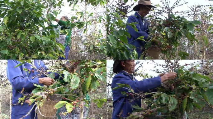 合作社成员农户采摘咖啡豆