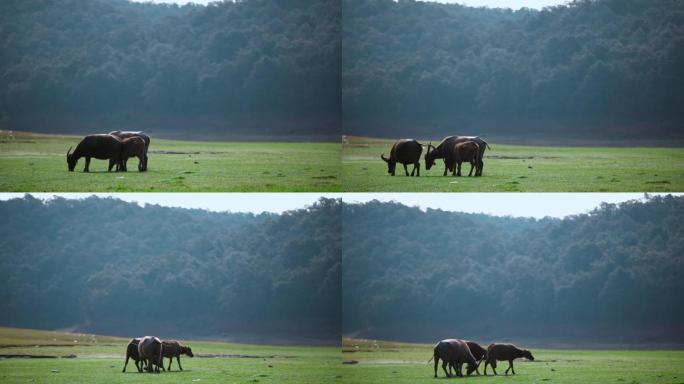 水牛视频草地上吃草水牛远景