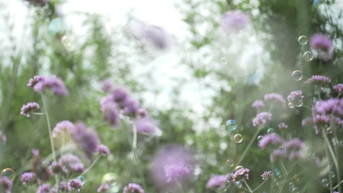 花海泡泡 植物