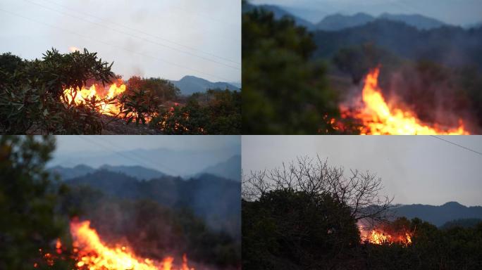 森林火灾 火烧山
