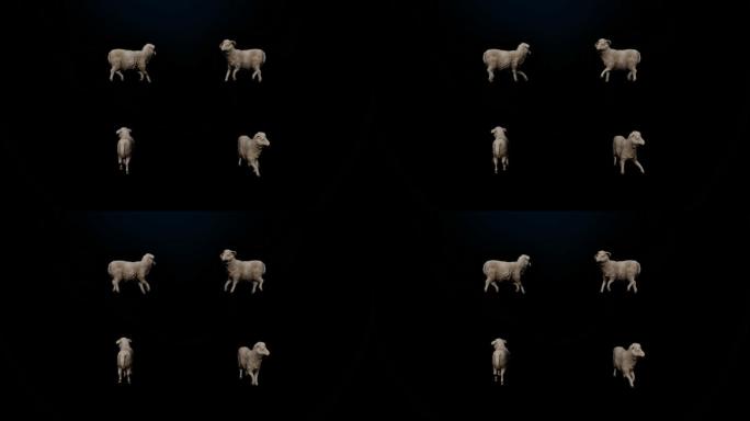 羊走路动画（带Alpha通道）