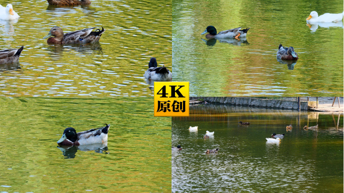 4K原创)水波荡漾的湖面休息的一群水鸭子