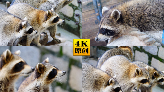 4K原创)一群争抢食物的小浣熊