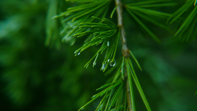 雨后松树露水特写