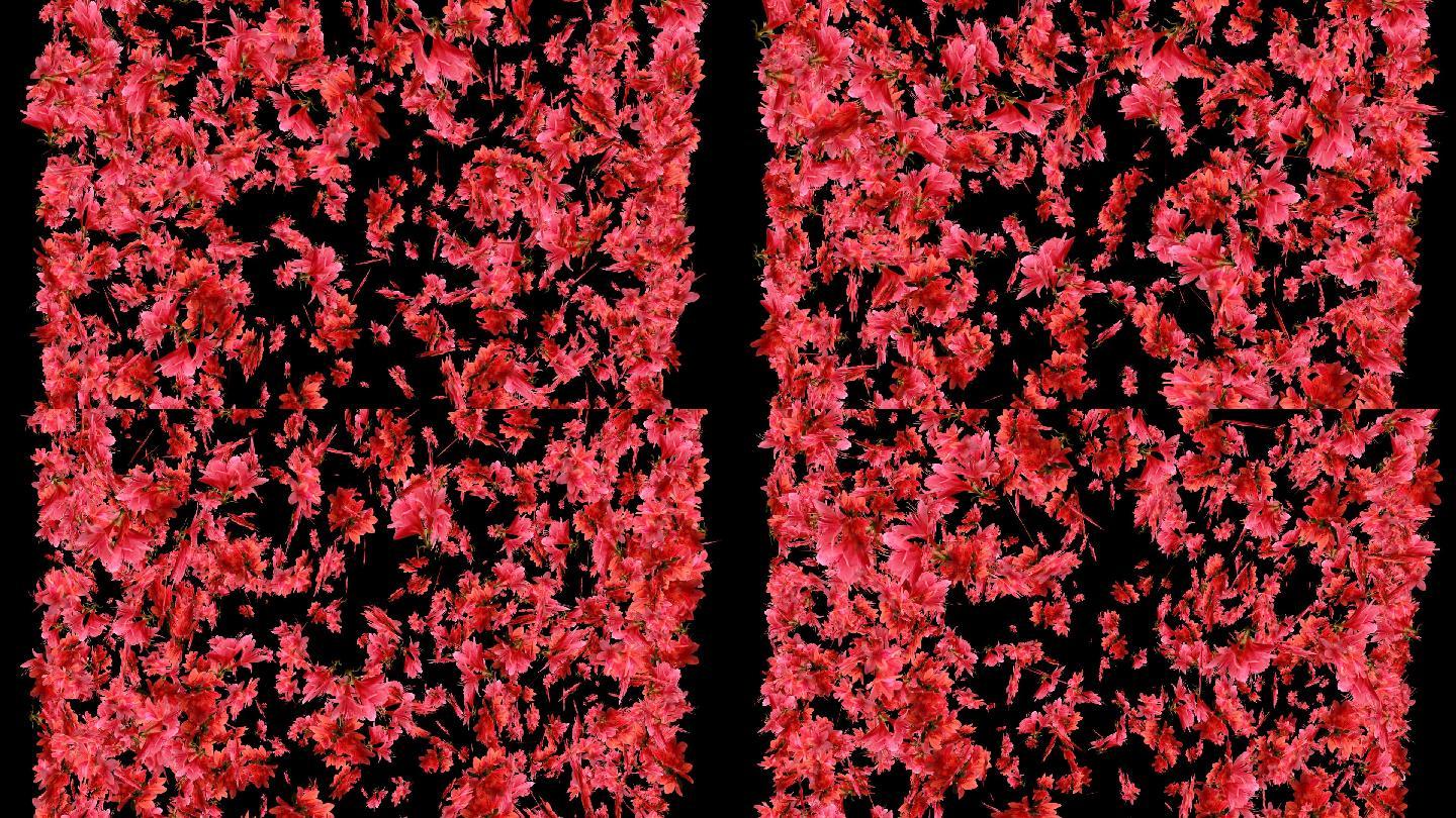 红杜鹃花-带通道3