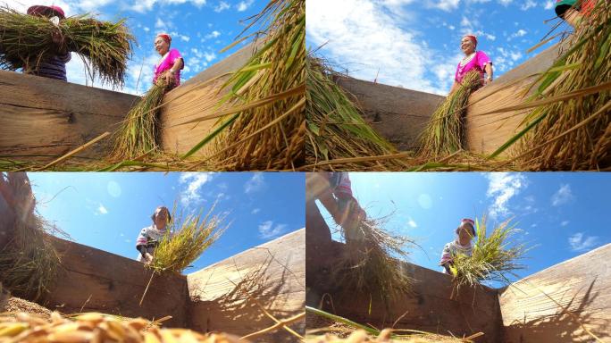 4K 农民在收割稻子打谷子