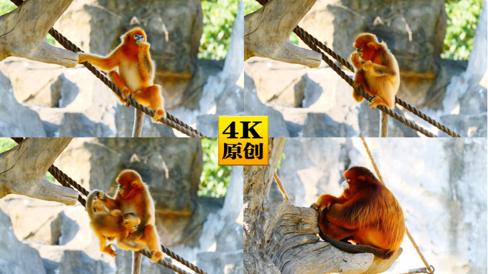 4K原创)动物园的金丝猴和幼猴