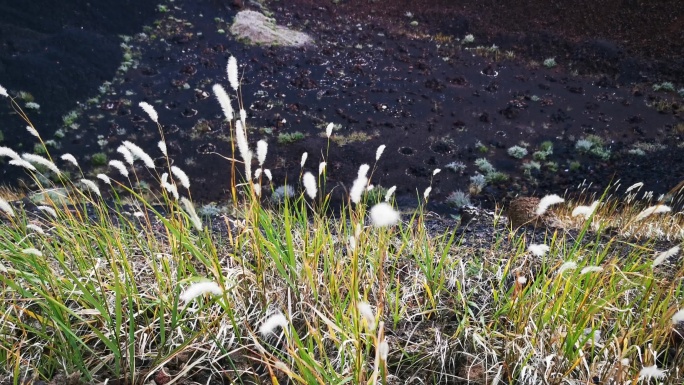 4K素材.火山口风中摇摆的野草