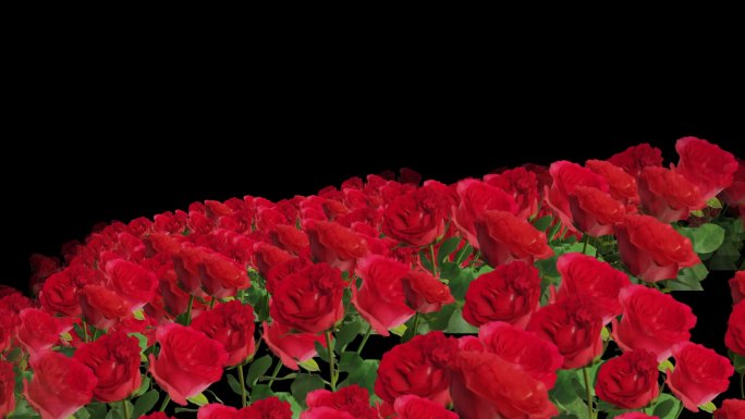 红玫瑰花-花海前景-循环带通道6
