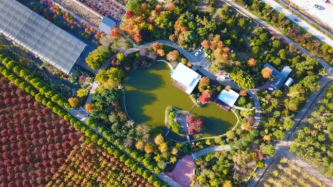 红叶季航拍北京市通州区京彩苗圃彩叶植物