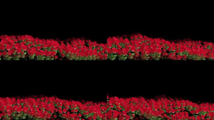 红玫瑰花-花海前景-循环带通道7