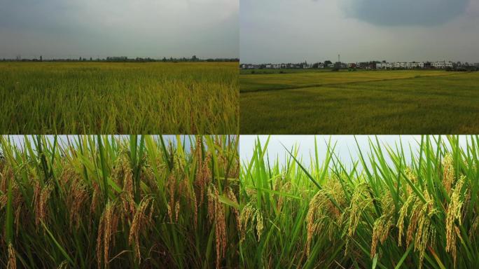 平原水稻
