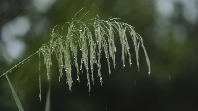 秋雨中的芦苇荡合集