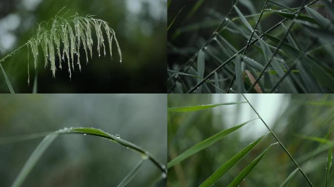 秋雨中的芦苇荡合集