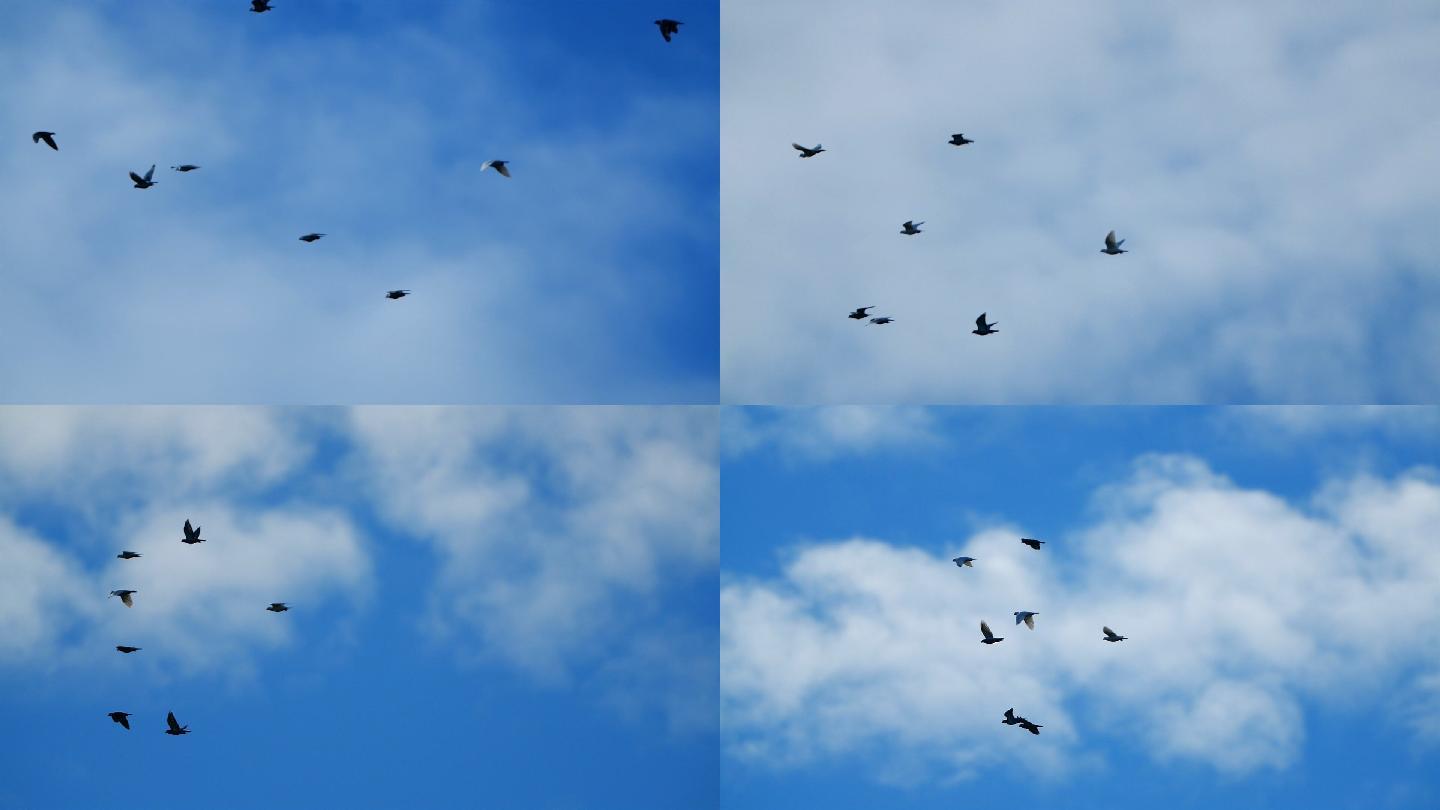 天空飞过的鸽子