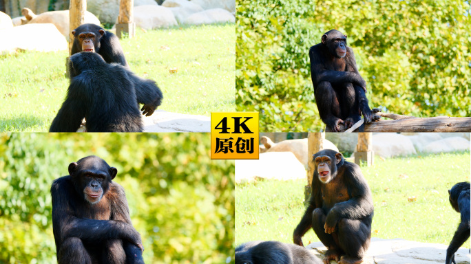 4K原创)动物园的原黑猩猩猴子