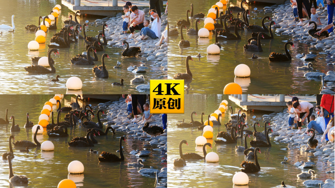 4K原创)湖边喂食天鹅的人群